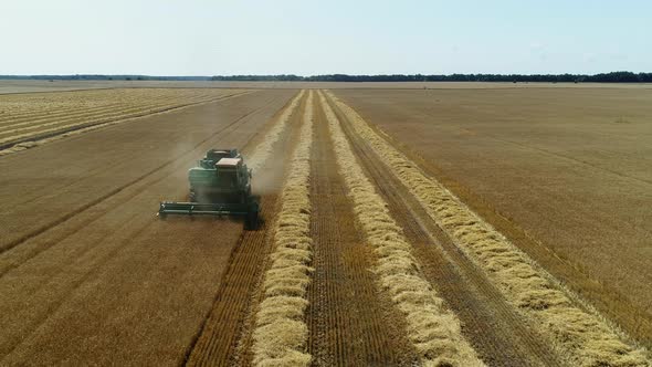 Aerial Drone Footage. Front View Combine Harvester Gathers the Wheat. Harvesting Grain Field