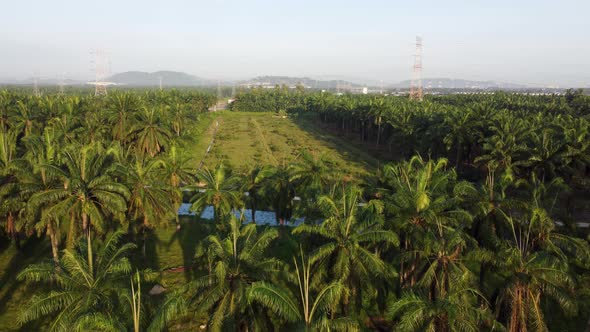 Drone oil palm tree and young one grow