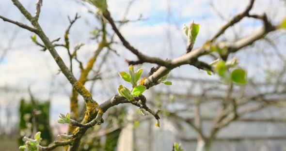 Young Fresh Spring Leaves Trembling on the Wind. Thin Tree Branch with Fresh Green Leaves on Nature