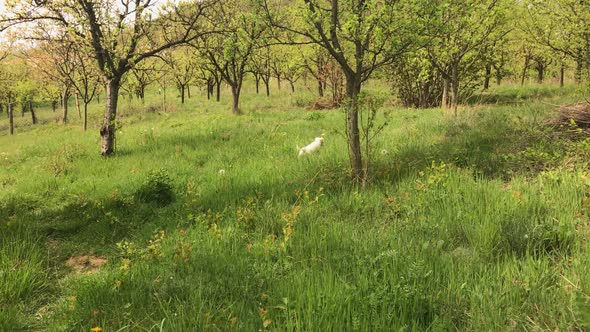 Little white dog playing slow motion 1920X1080 HD footage - Cute puppy  in the grass  between trees 