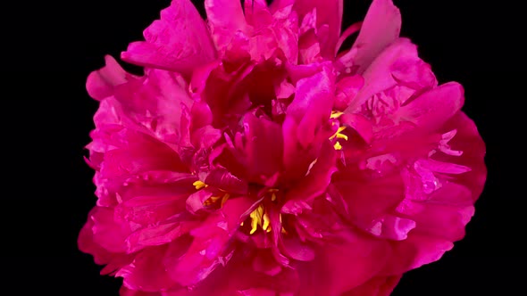 Time Lapse of Opening Beautiful Rde Peony Flowers