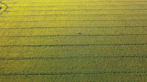 Yellow Farm Field with Sunflowers