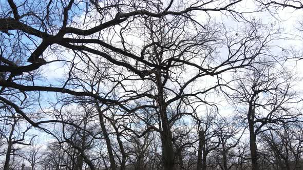 Aerial View of a Forest Without Leaves Slow Motion