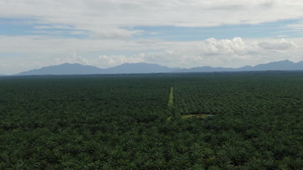 Aerial View of The Palm Oil Estates