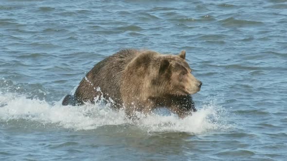 Brown Bear Hunts for Salmon