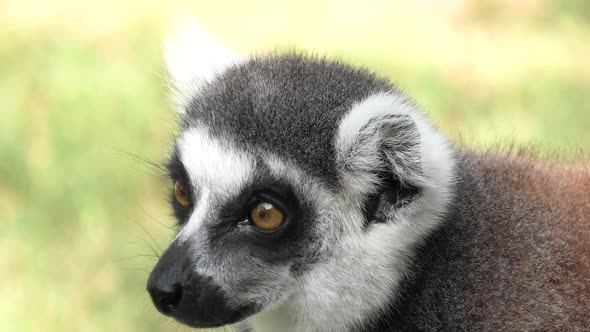 Lemur of Madagascar Face
