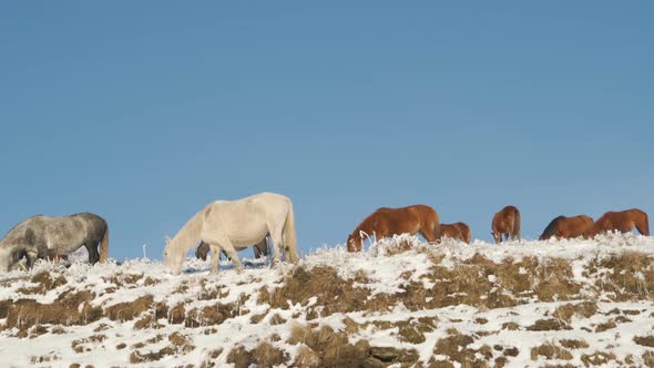 Herd of Wild Horses Pasturing on Top of a Snow Covered Mountain Against Blue Sky