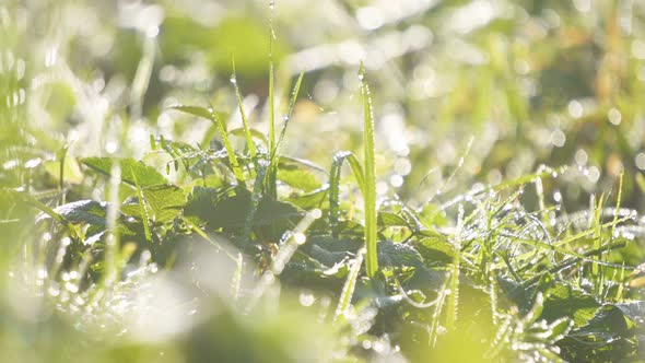 Beautiful Fresh Green Grass with Morning Dew in Sunny Summer Background