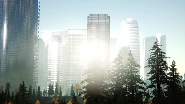 Skyscrapers at Sunset and Park Trees