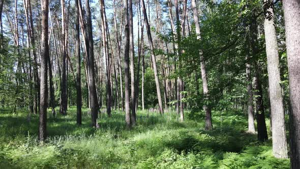 Trees in the Forest By Summer Day