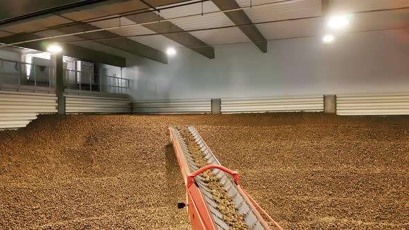 Potato Harvest in Warehouse