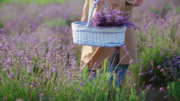 Unrecognizable Woman Walking with Basket Lavender Field