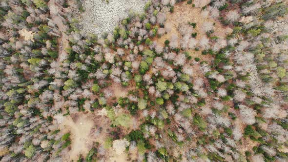 Aerial View of the Autumn Forest in the Mountains