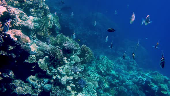 Coral Reef in the Red Sea Underwater Colorful Tropical