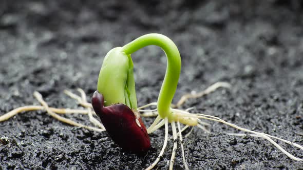 Plant Growing in Timelapse, Sprouts Germination Spring and Summer Agriculture