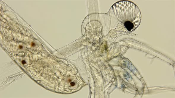 Zooplankton Under a Microscope, Prickly Water Flea Cercopagis Pengoi Crustacea