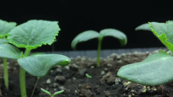 Camera Movement Past the Growing Young Shoots of Cucumber Seedlings, Macro Shooting, Hyper Laps