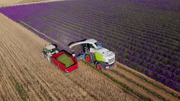 Lavender harvest seen from the air