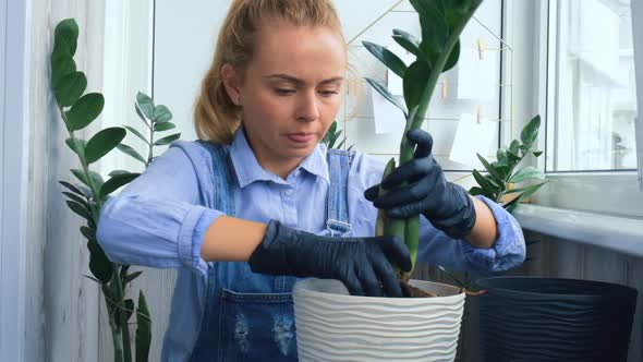 Gardener Woman Transplants Indoor Plants and Use a Shovel on Table