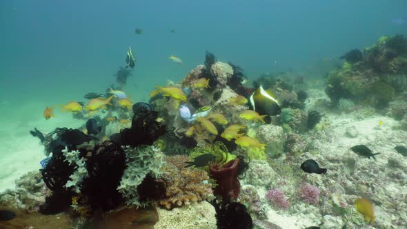 Coral Reef with Fish Underwater