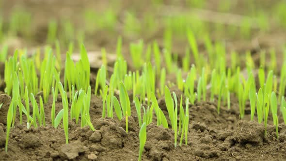 A Detail of Crops in a Field.