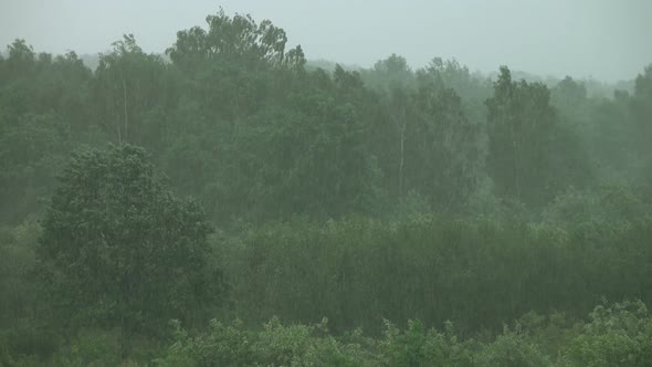 Forest and Rain
