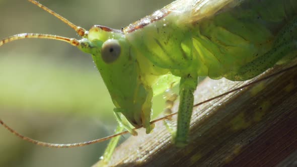 Green Grasshopper Cleans Antennae