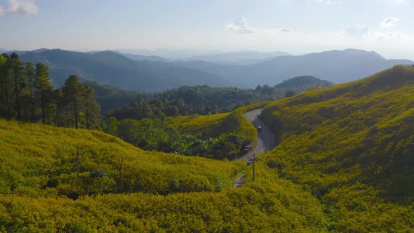 Aerial view of tree Marigold or yellow flowers in national garden park and mountain hills