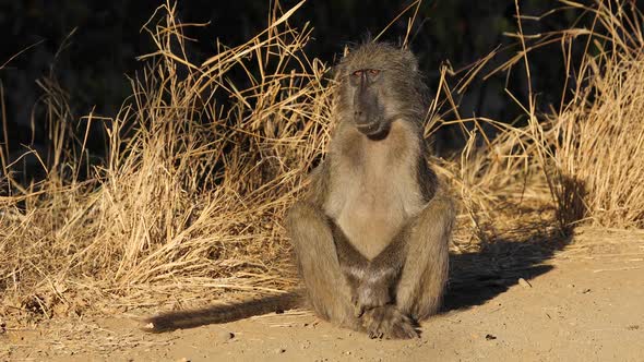 Chacma Baboon - Kruger National Park