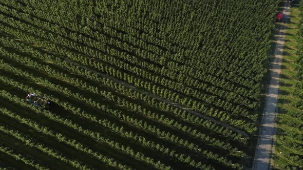 Drone view of apple orchard and working farmers