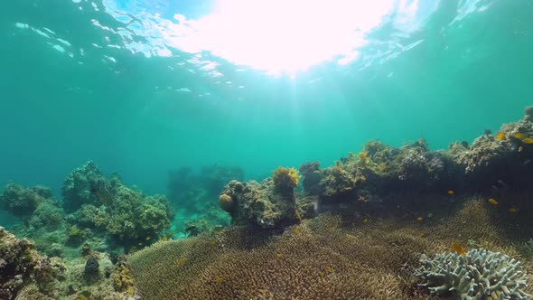 Coral Reef and Tropical Fish. Bohol, Philippines.