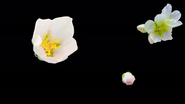 Almond Blossom Timelapse Alpha Isolated 4