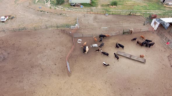 High downshot hover over bulls and steers in a pen.