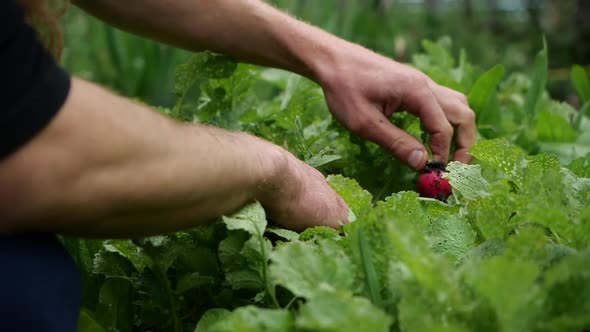 Strong Male Hand Pulls a Radish From the Ground and Examines It, a Close-up View in Slow Motion. The