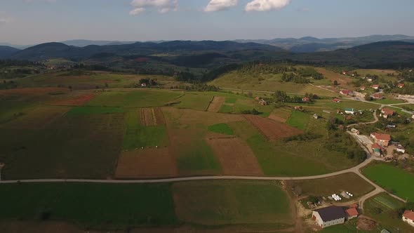 Aerial View Of Herd Of Cows At Summer Green Field