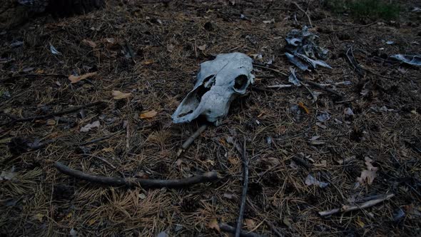 Skull horse in pine evening forest lying on forest floor.