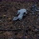 Skull horse in pine evening forest lying on forest floor. - VideoHive Item for Sale