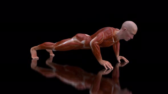 4K anatomy of a man doing pushups