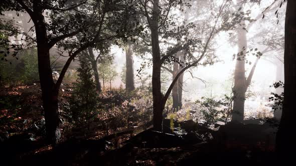 Sun Beams Pour Through Trees in Foggy Forest