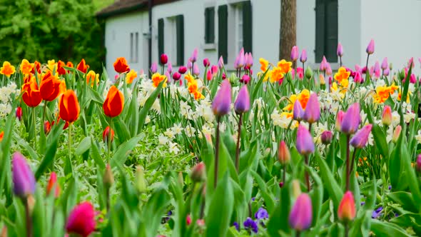 Beautiful Colorful Tulips Field. Violet, Yellow And Red Flowers 