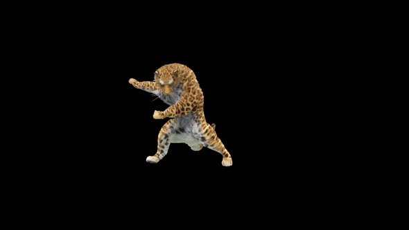 Leopard Dancing HD