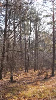 Vertical Video of an Autumn Forest During the Day