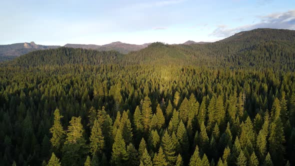 Flying over a forest in Oregon