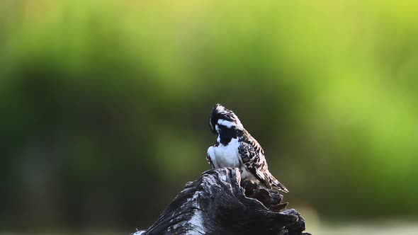 Pied kingfisher in Kruger National park, South Africa