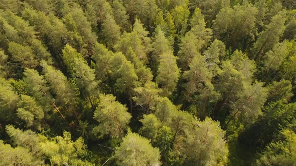 Flight Over the Green Forest.