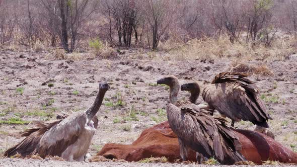 White-backed Vultures Feeding And Fighting On A Dead Cattle In Botswana, South Africa.  - wide shot