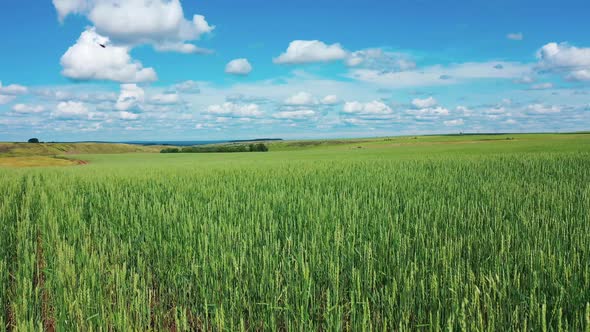 Green Wheat Field