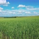 Green Wheat Field - VideoHive Item for Sale