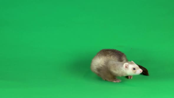 Ferret Is Walking and Sniffing at Green Screen Background.