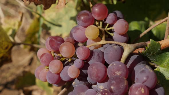 Purple color grapes in a vineyard close-up 4K video